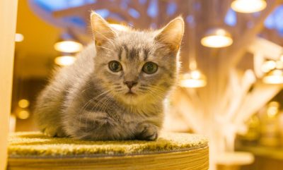 おはよう朝日です】で紹介！心斎橋のおしゃれな猫カフェ『MoCHA（モカ 
